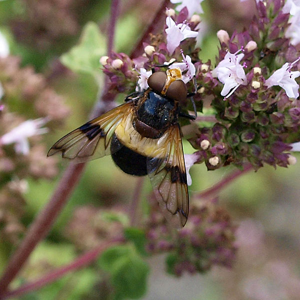 File:Pellucid Fly - Volucella pellucens (9521002529).jpg