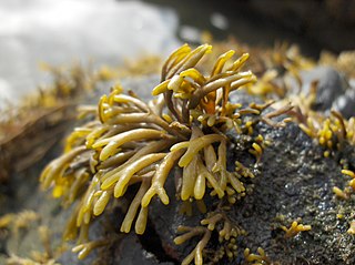 <i>Pelvetia</i> Genus of seaweeds