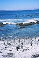 Pingviner på Robben Island