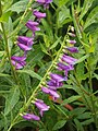 Penstemon alpinus, Penstemon alpejski, 2023-06-09