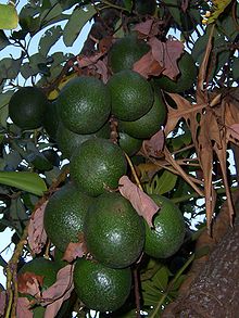Persea americana fruits 2.jpg