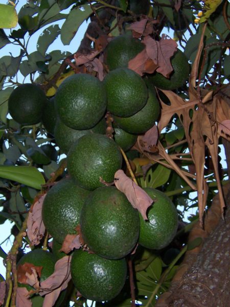 File:Persea americana fruits 2.jpg