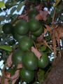 Persea americana fruits 2.jpg