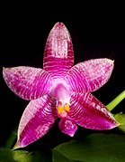 Phalaenopsis × gersenii