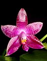 Phalaenopsis gersenii