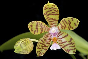 Billedbeskrivelse Phalaenopsis reichenbachiana.jpg.