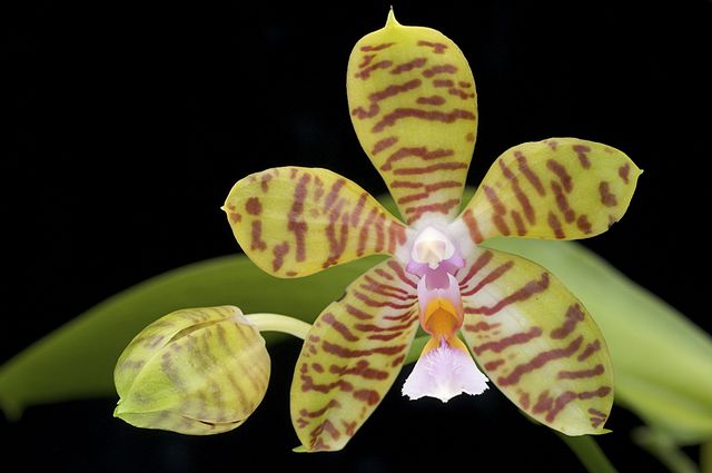 Description de l'image Phalaenopsis reichenbachiana.jpg.