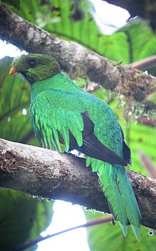 Pharomachrus auriceps Quetzal colinegro Golden-headed Quetzal (8448497936).jpg