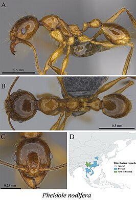 Pheidole nodifera