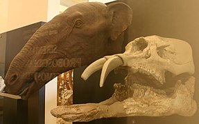 Phiomia minor skull and model