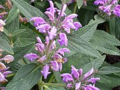 Phlomis purpurea Enfoque 2010-6-25 CampodeCalatrava.jpg