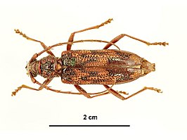 Phoracantha solida