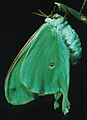 Mariposa luna de color verde turquesa