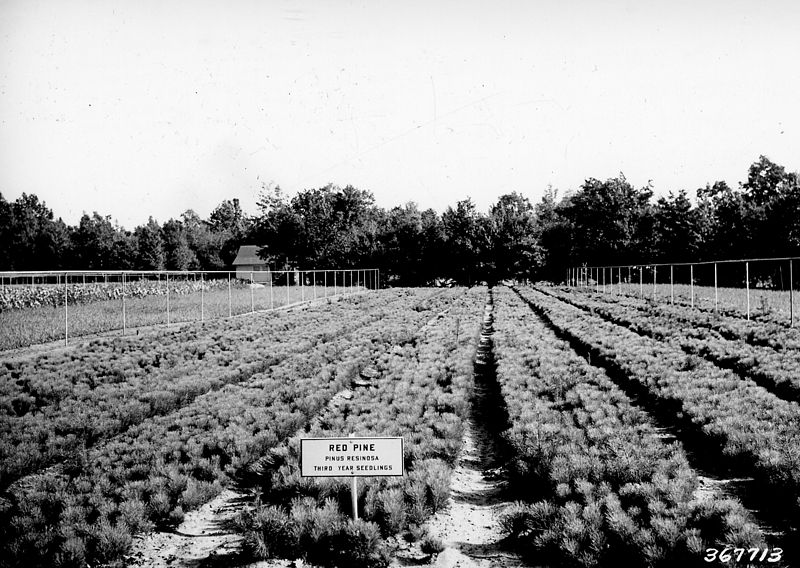 File:Photograph of Seed Beds of Red Pine - NARA - 2128099.jpg