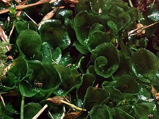 <i>Phyllothallia</i> Genus of liverworts