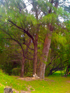 <span class="mw-page-title-main">Piñones State Forest</span> State forest in Puerto Rico