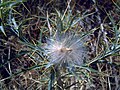 Picnomon acarna Seeds Closeup CampodeCalatrava.jpg