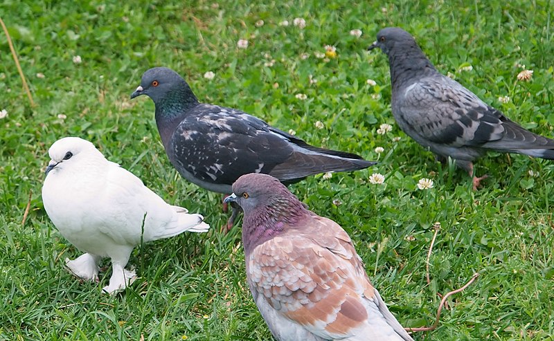 File:Pidgeons - White 09.jpg