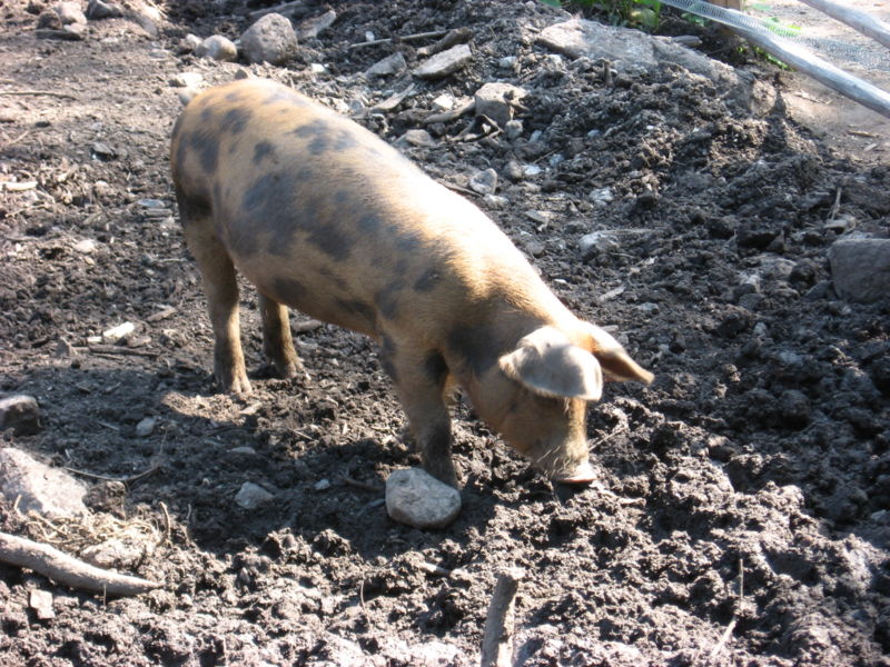 File:Pig in Stockholm Skansen.jpg