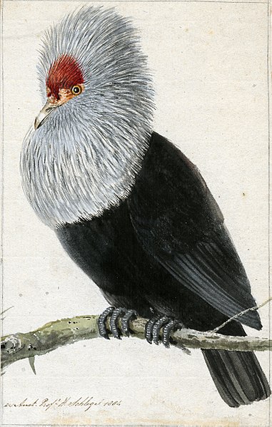 File:Pigeon Hollandais.jpg