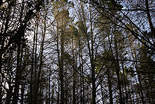 A forest of Monterey pines Pine tree forest02.jpg