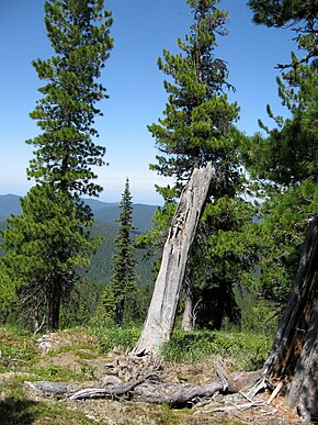 Descrição da imagem Pinus-sibirica-6411 2.jpg.