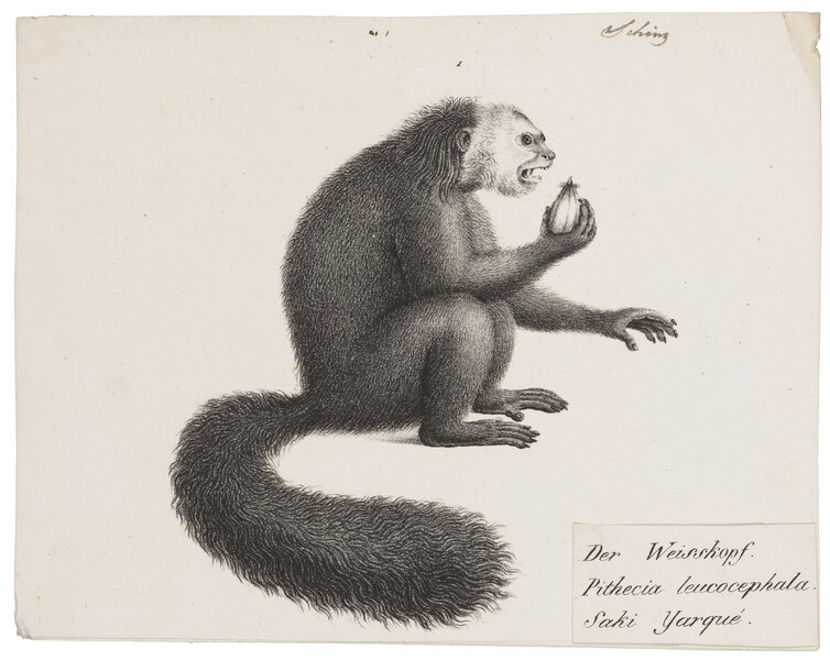 File:Pithecia leucocephala - 1809-1845 - Print - Iconographia Zoologica - Special Collections University of Amsterdam - UBA01 IZ20200230.tif