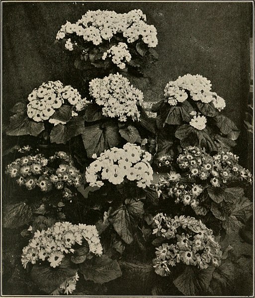 File:Plant culture; a working handbook of every day practice for all who grow flowering and ornamental plants in the garden and greenhouse (1921) (14764796884).jpg