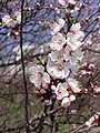 * Nomination Flowers of Prunus armeniaca --Butko 07:18, 23 June 2010 (UTC) * Decline Poor composition. Black vertical branch is evil. Background with a lot of details brings "visual noise" (BTW, on most of your nominated flowers images)--Kae 09:50, 24 June 2010 (UTC)