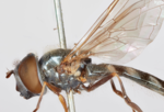 Thumbnail for Platycheirus coerulescens