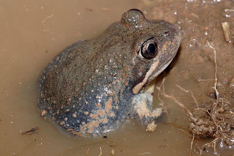 File:Pobblebonk in mud.jpg