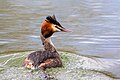 * Nomination Great crested grebe swimming in Parc Georges-Valbon, France. --Alexis Lours 22:57, 25 February 2022 (UTC) * Promotion  Support Good quality. --King of Hearts 01:06, 26 February 2022 (UTC)