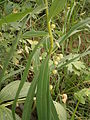 Polygonatum verticillatum young fruits