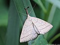 Polypogon tentacularia (Linnaeus, 1758)