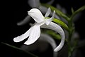 Ponerorchis graminifolia alba color Spur