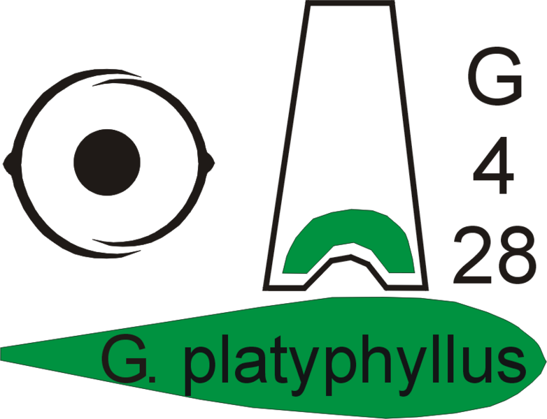 File:Poster galanthus platyphyllus.png