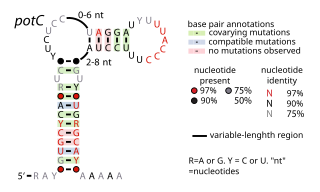 potC RNA motif