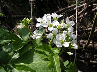 Tykskulpet Brøndkarse (Nasturtium officinalis).