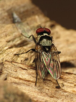 <i>Anthomyia oculifera</i> Species of fly