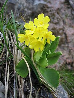 <i>Primula auricula</i> Species of flowering plant