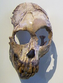 Skull of P. africanus. Proconsul heseloni KNM-RU 7290.jpg