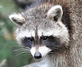 Raccoon (Procyon lotor) Waschbär