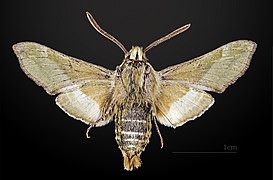 Revers du mâle MHNT