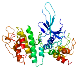 Protéine CDK6 PDB 1bi7.png