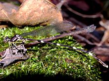 protosticta taipokauensis.jpg