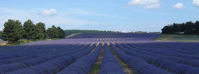 File:Provencelavande.jpg