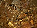 Westliche Sandrennnatter (Psammophis trigrammus)