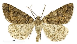 <i>Pseudocoremia modica</i> Species of moth endemic to New Zealand