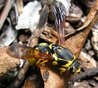 <i>Pseudomasaris vespoides</i> Species of wasp