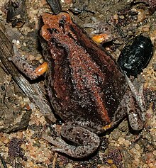 Large toadlet httpsuploadwikimediaorgwikipediacommonsthu